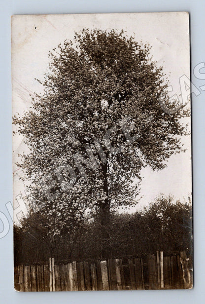 Pohlednice Rakousko-Uhersko rozkvetlý strom Klatovy Chlumec n (M19187)