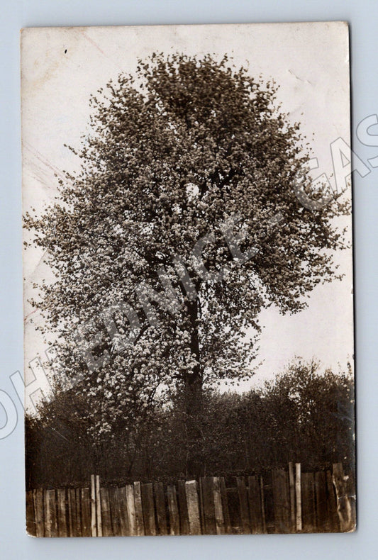 Pohlednice Rakousko-Uhersko rozkvetlý strom Klatovy Chlumec n (M19187)