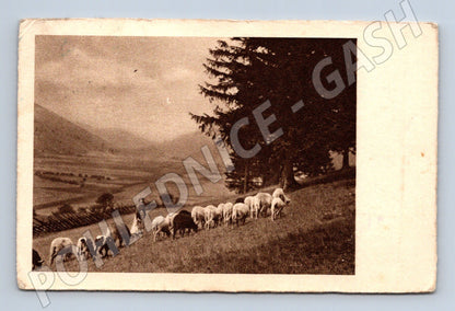 Pohlednice pastýř s ovcemi etnografie venkov (M19323)