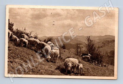 Pohlednice ovce na pastvě Velikonoce 1968 prošlá poštou (M19324)