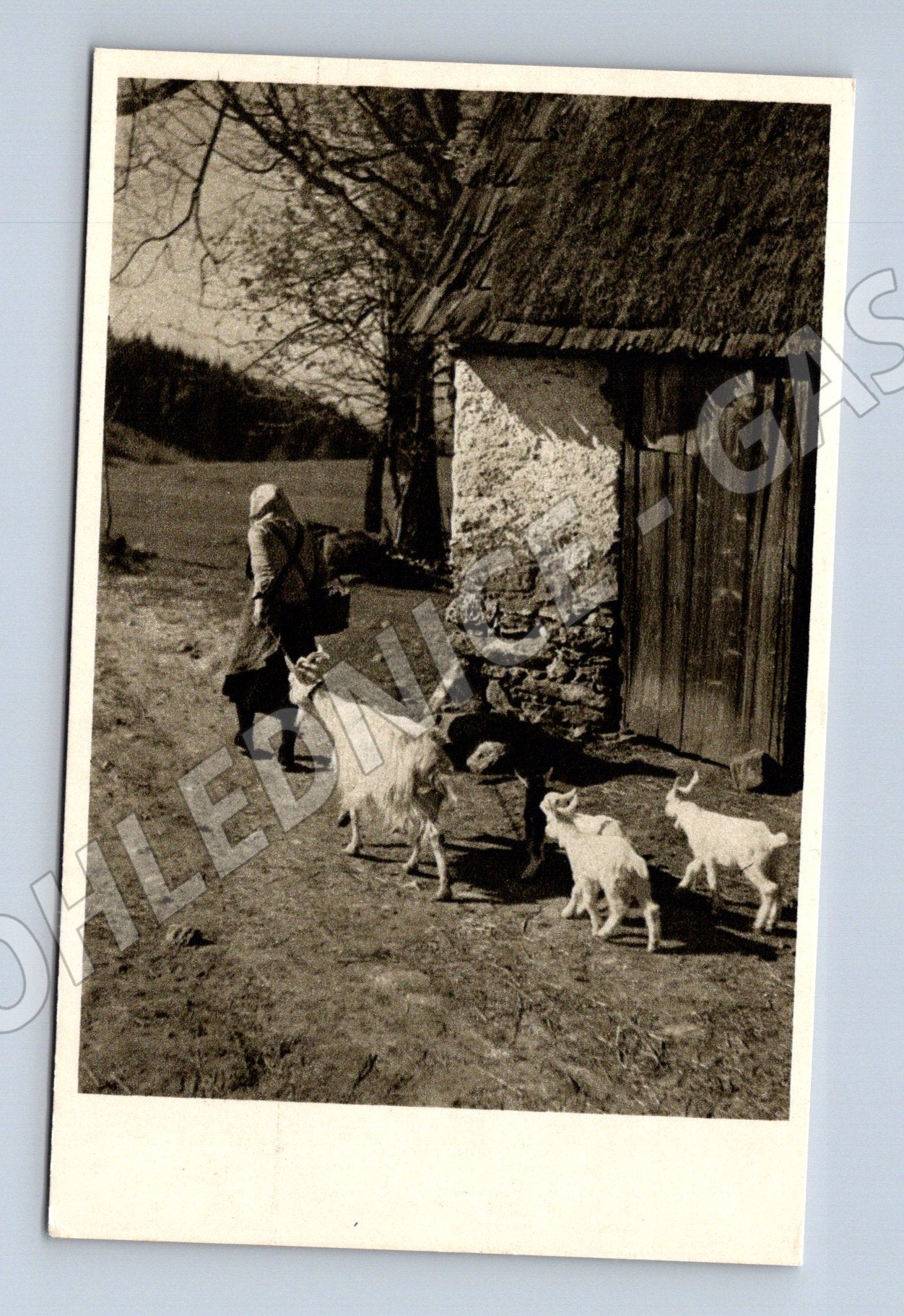 Pohlednice Jaro a mládí děti a kozy na dvorku Československo (M19339)