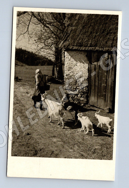 Pohlednice Jaro a mládí děti a kozy na dvorku Československo (M19339)