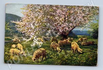 Pohlednice Velikonoční ovce pod stromem razítkovaná expres (M19346)