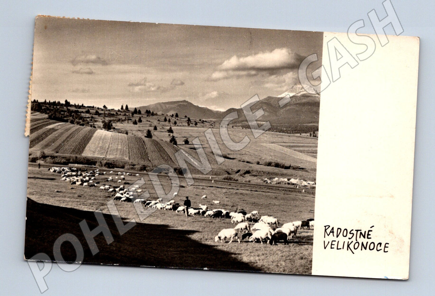 Pohlednice Velikonoční stádo ovcí Československo 1963 (M19351)