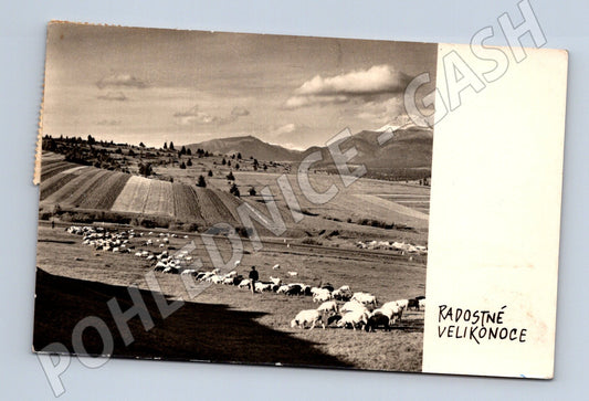 Pohlednice Velikonoční stádo ovcí Československo 1963 (M19351)