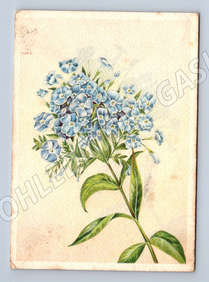 Pohlednice botanický motiv květiny zaslaná 1960 s razítkem (M19413)