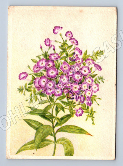 Pohlednice ČSR fialové květiny malý formát fran s razítkem (M19414)