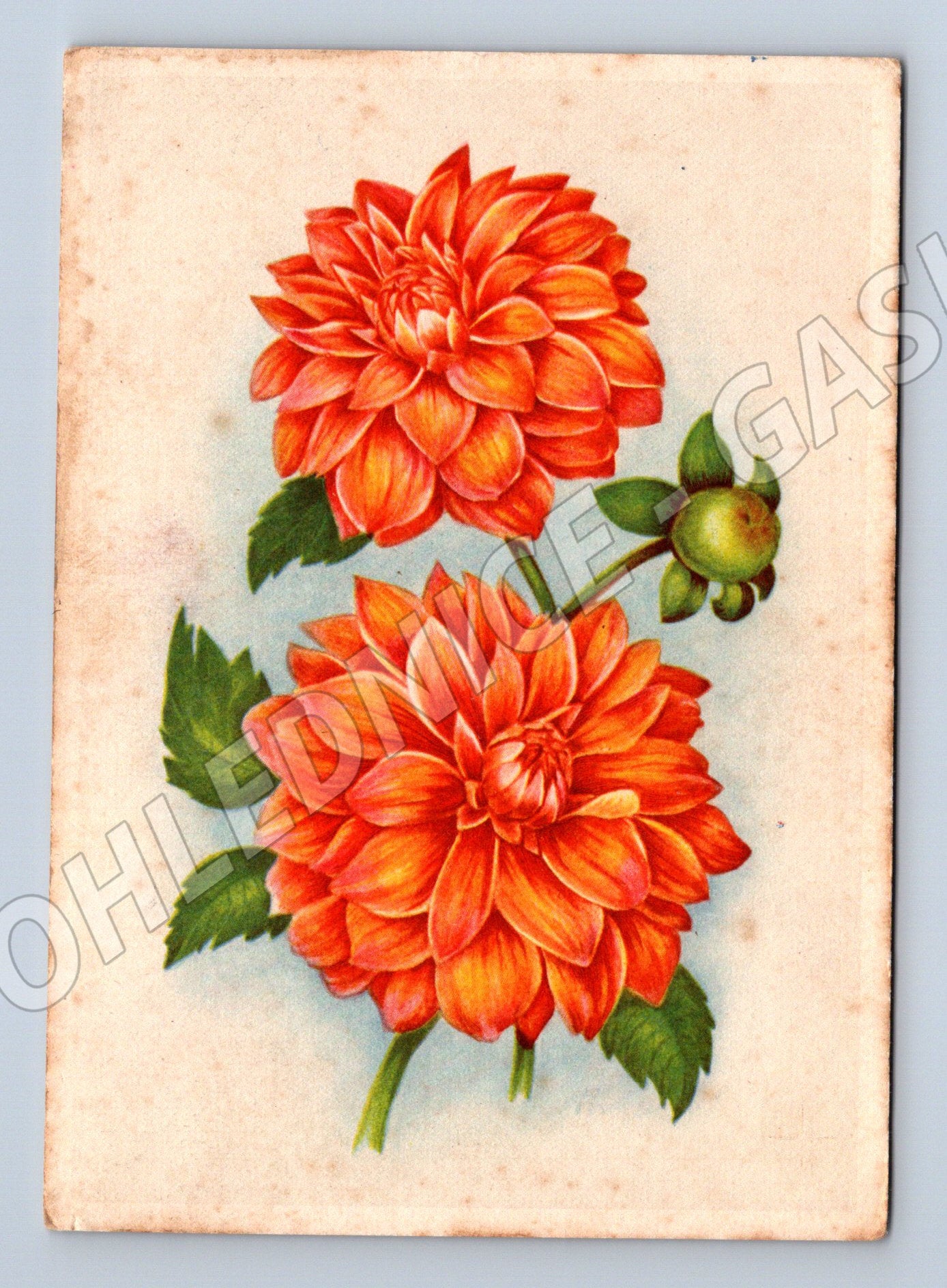 Pohlednice Československo květiny malý formát prošlá poštou (M19415)