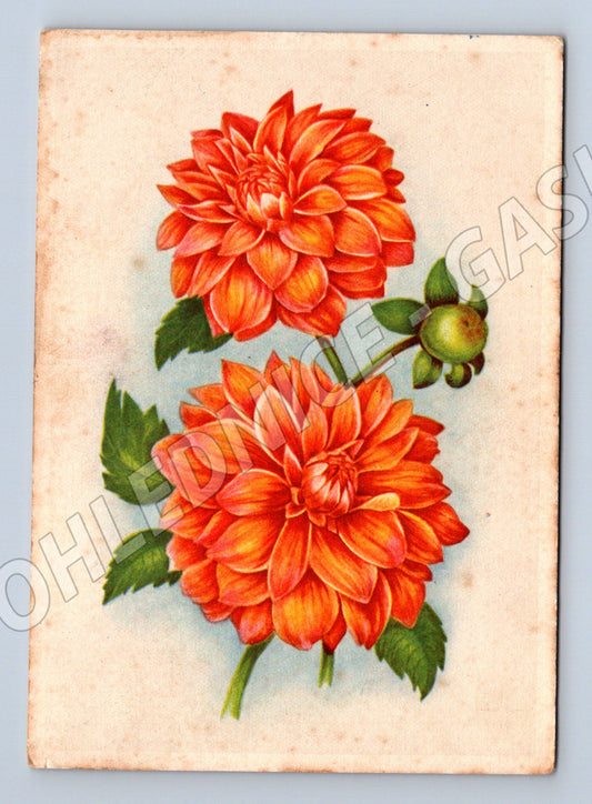 Pohlednice Československo květiny malý formát prošlá poštou (M19415)