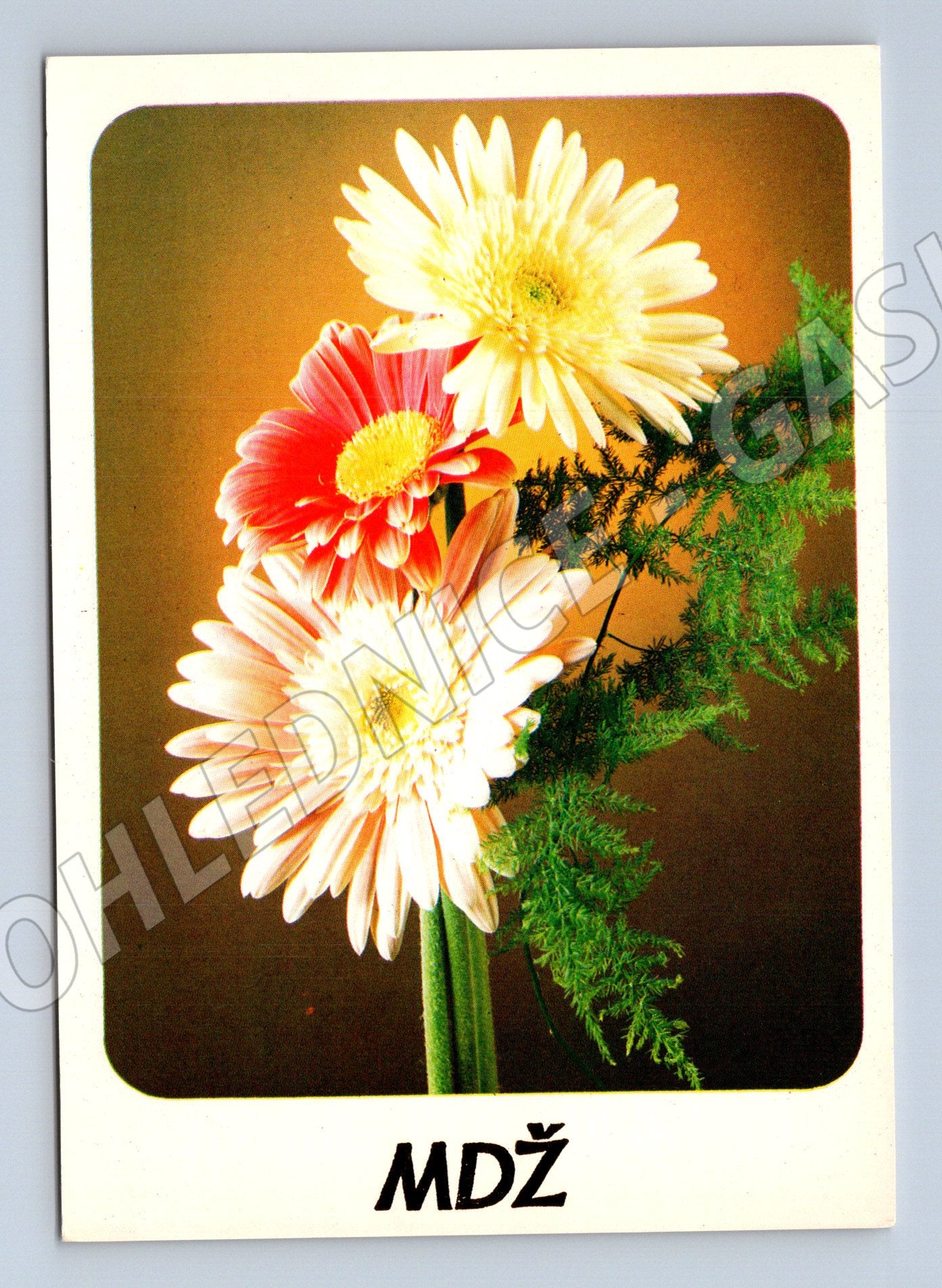 Pohlednice MDŽ Československo květiny gerbery neprošlá (M19421)