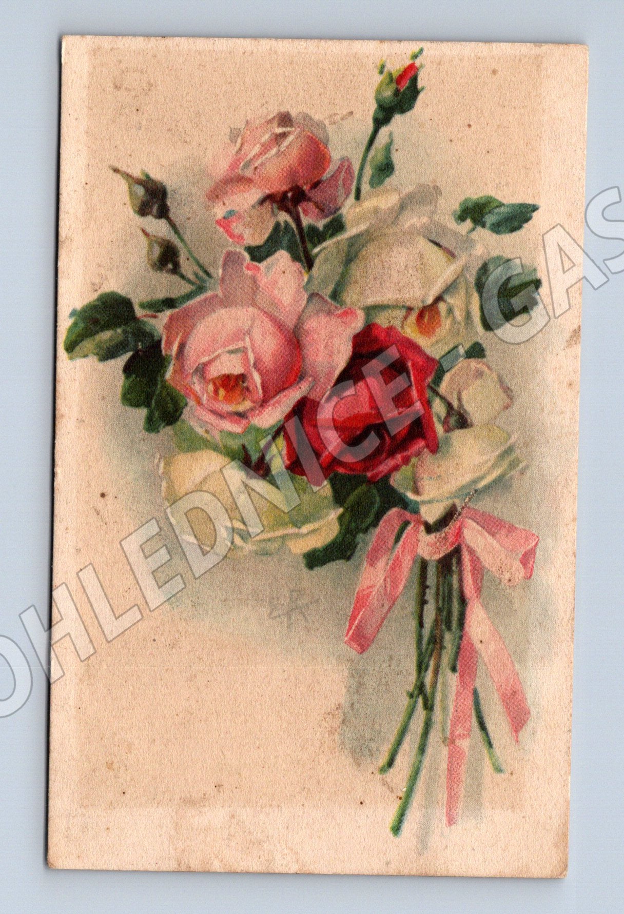 Pohlednice květiny růže se stuhou nepopsaná (M19422)