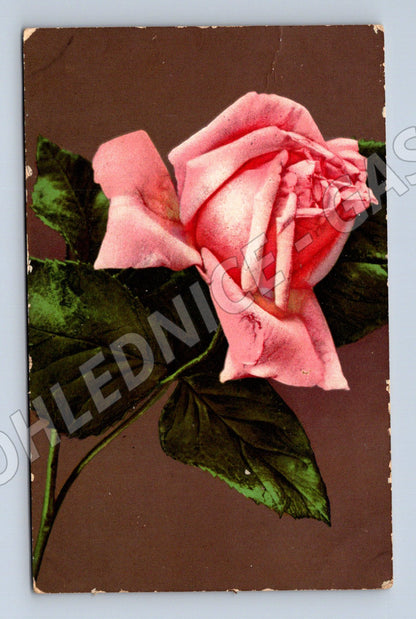Pohlednice růže 1917 Česká republika malý formát (M19423)