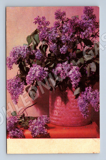 Pohlednice SSSR šeříky psaná ruský text (M19424)