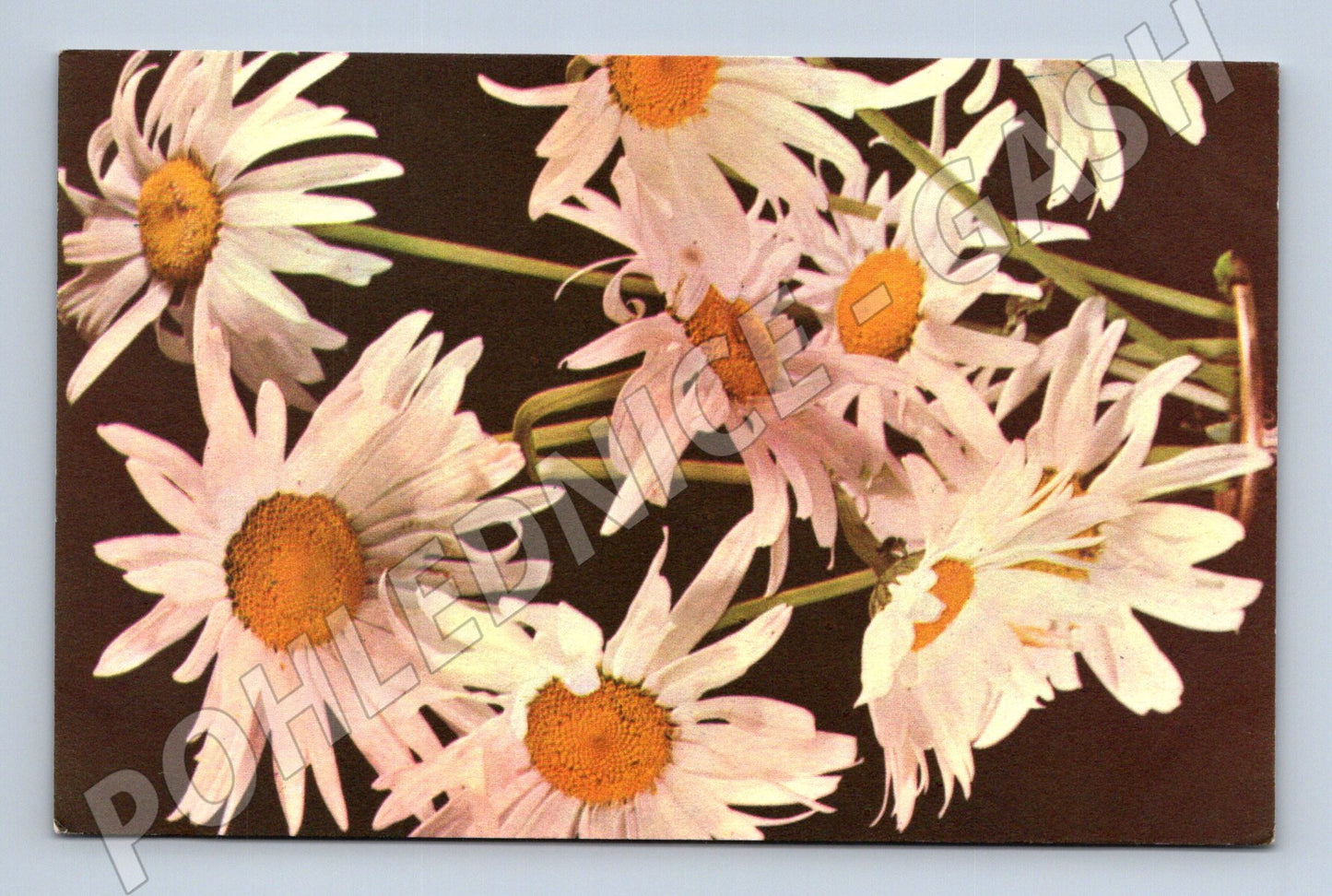 Pohlednice SSSR květiny kopretiny ručně psaná motiv Rusko (M19425)