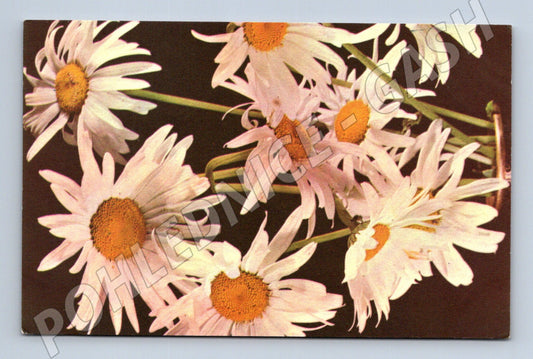 Pohlednice SSSR květiny kopretiny ručně psaná motiv Rusko (M19425)
