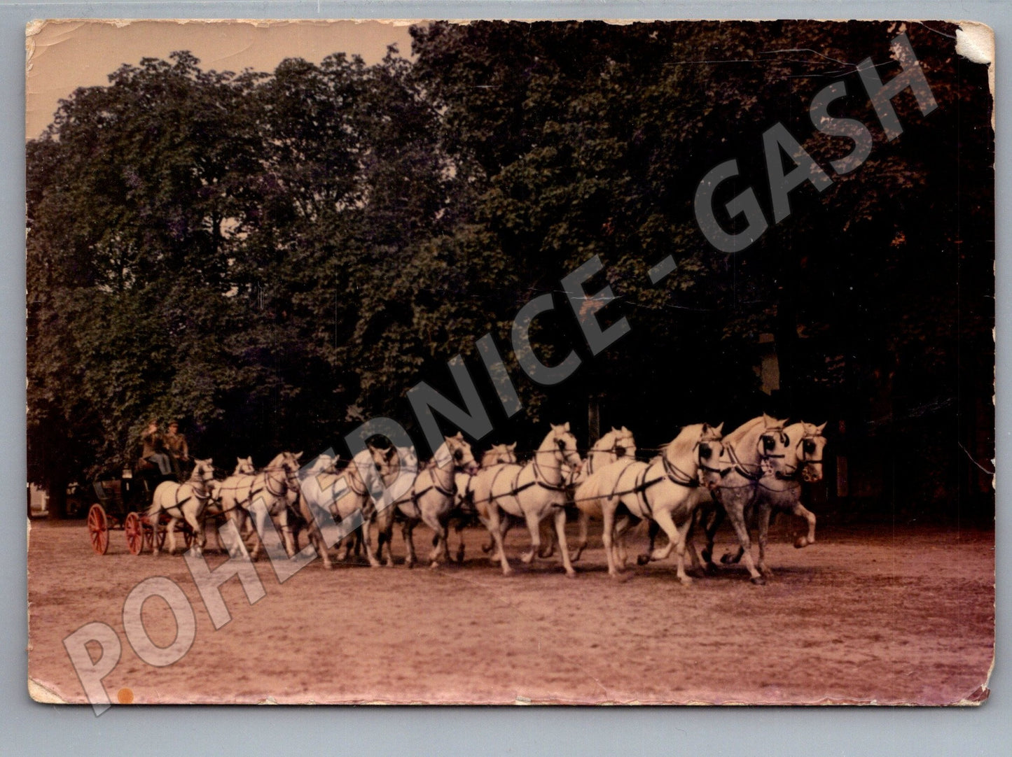 Pohlednice Kladruby nad Labem plemenní koně v zápřeži (M19439)