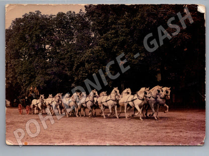 Pohlednice Kladruby nad Labem plemenní koně v zápřeži (M19439)