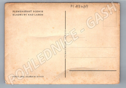 Pohlednice Kladruby nad Labem plemenní koně v zápřeži (M19439)