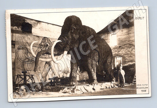 Pohlednice Mamut Dr Absolon Československo malý formát (M19440)