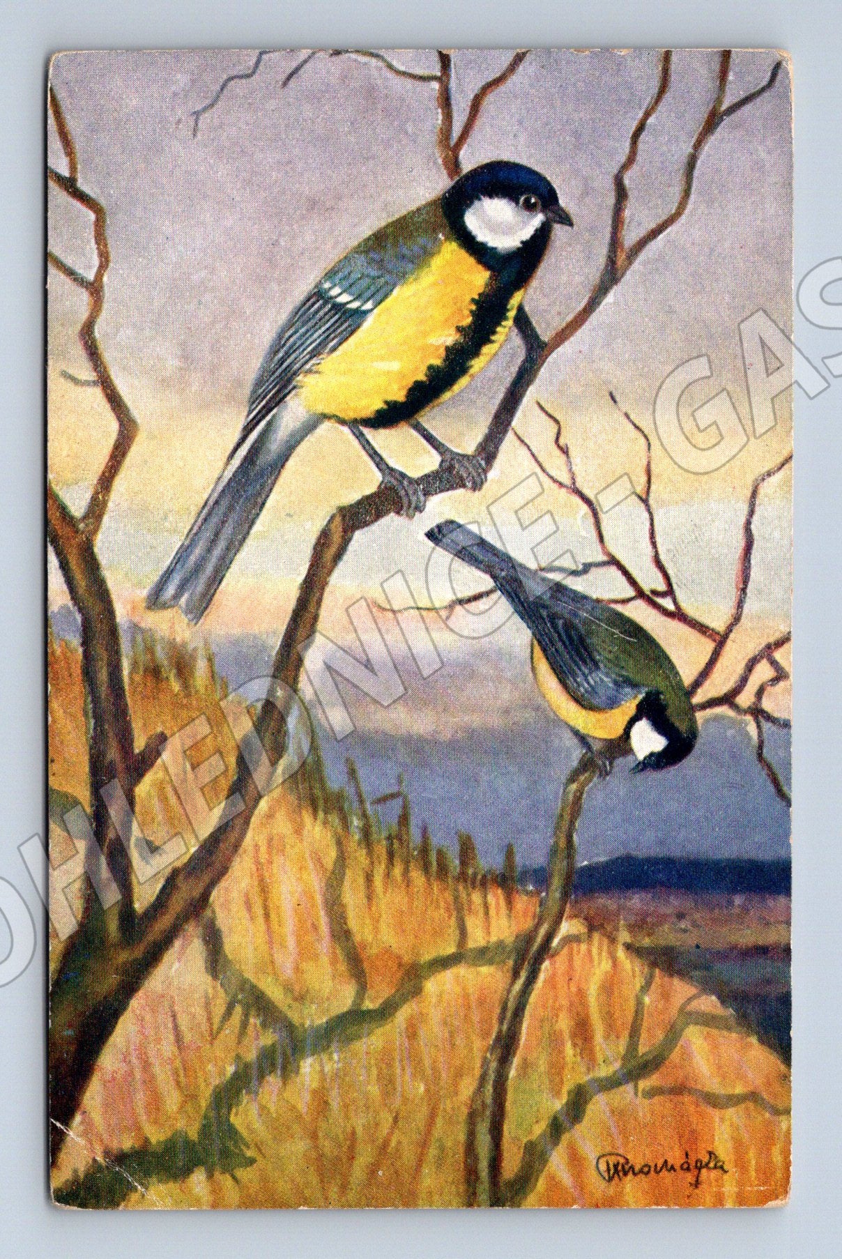 Pohlednice sýkora koňadra ilustrace F X Procházka (M19441)