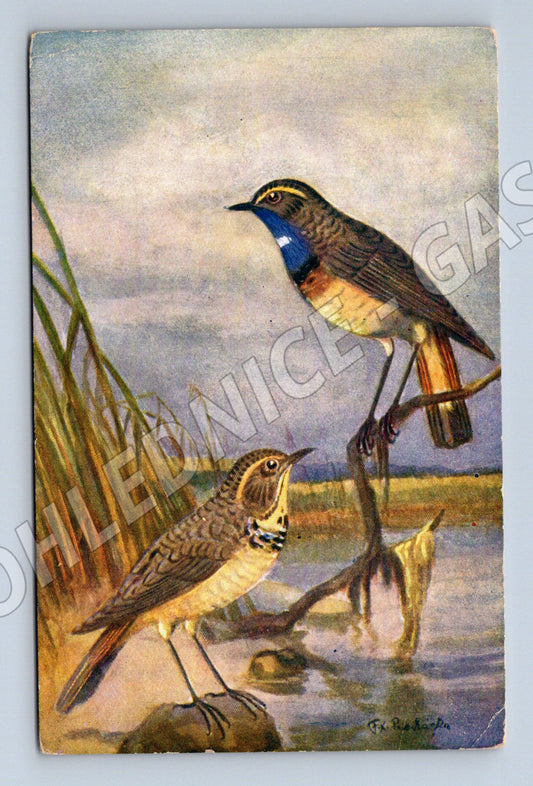 Pohlednice Modrák obecný malba F X Procházka (M19442)