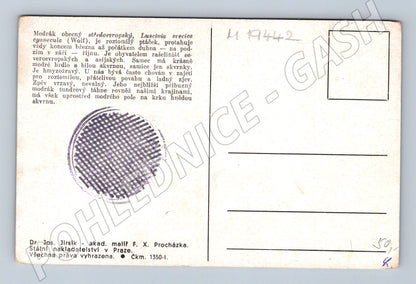 Pohlednice Modrák obecný malba F X Procházka (M19442)