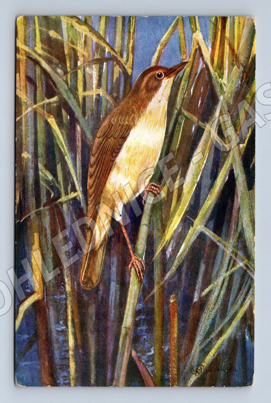 Pohlednice rákosník velký ilustrace F X Procházka (M19443)