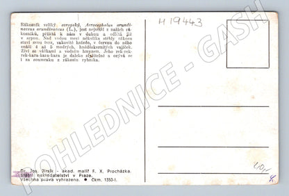 Pohlednice rákosník velký ilustrace F X Procházka (M19443)