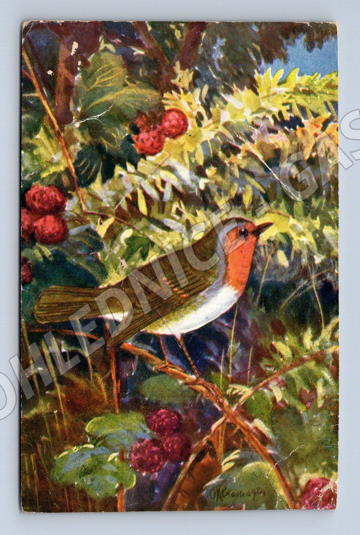 Pohlednice červenka obecná ilustrace F X Procházka (M19444)