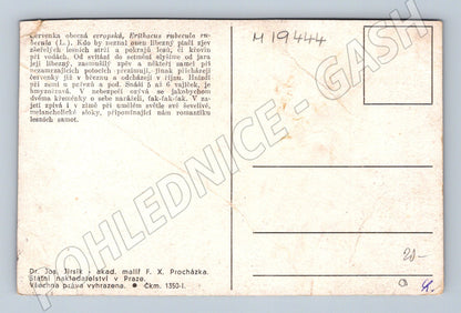 Pohlednice červenka obecná ilustrace F X Procházka (M19444)