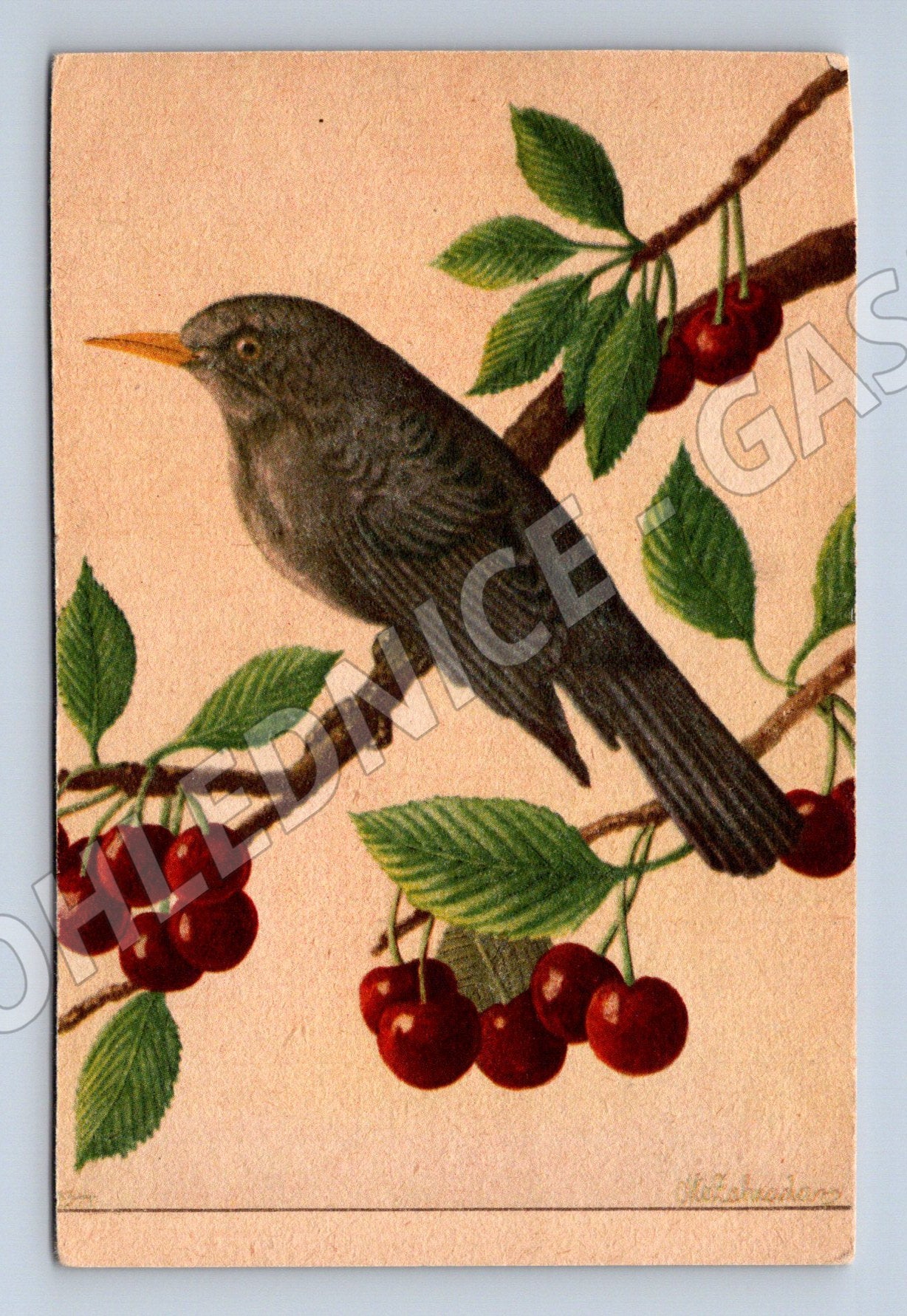 Pohlednice pták na větvi s třešněmi barevná ilustrace (M19445)