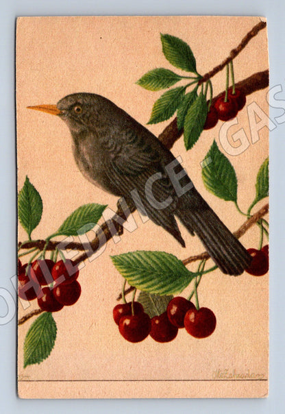 Pohlednice pták na větvi s třešněmi barevná ilustrace (M19445)