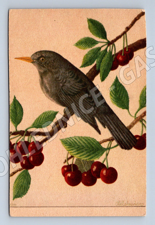 Pohlednice pták na větvi s třešněmi barevná ilustrace (M19445)