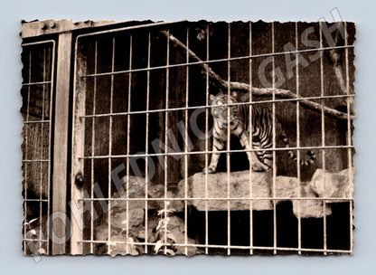 Pohlednice Tygr v kleci zoo zvířata (M19447)