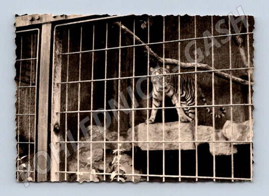 Pohlednice Tygr v kleci zoo zvířata (M19447)