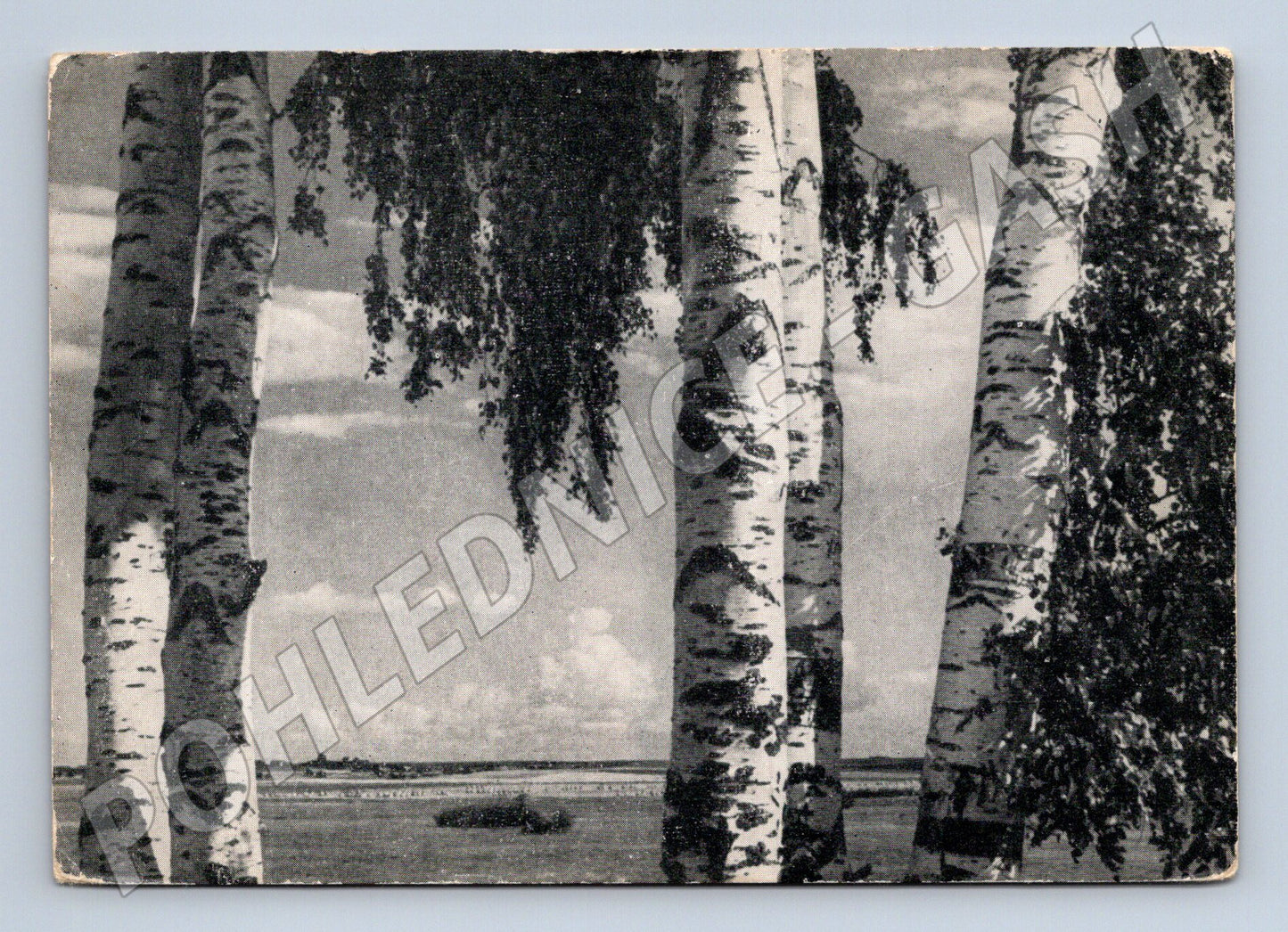 Pohlednice SSSR břízy v Podmoskoví A Skurikhin (M19631)