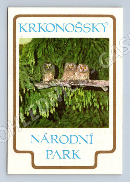 Samolepka Krkonošský národní park sovy na větvi (M19643)
