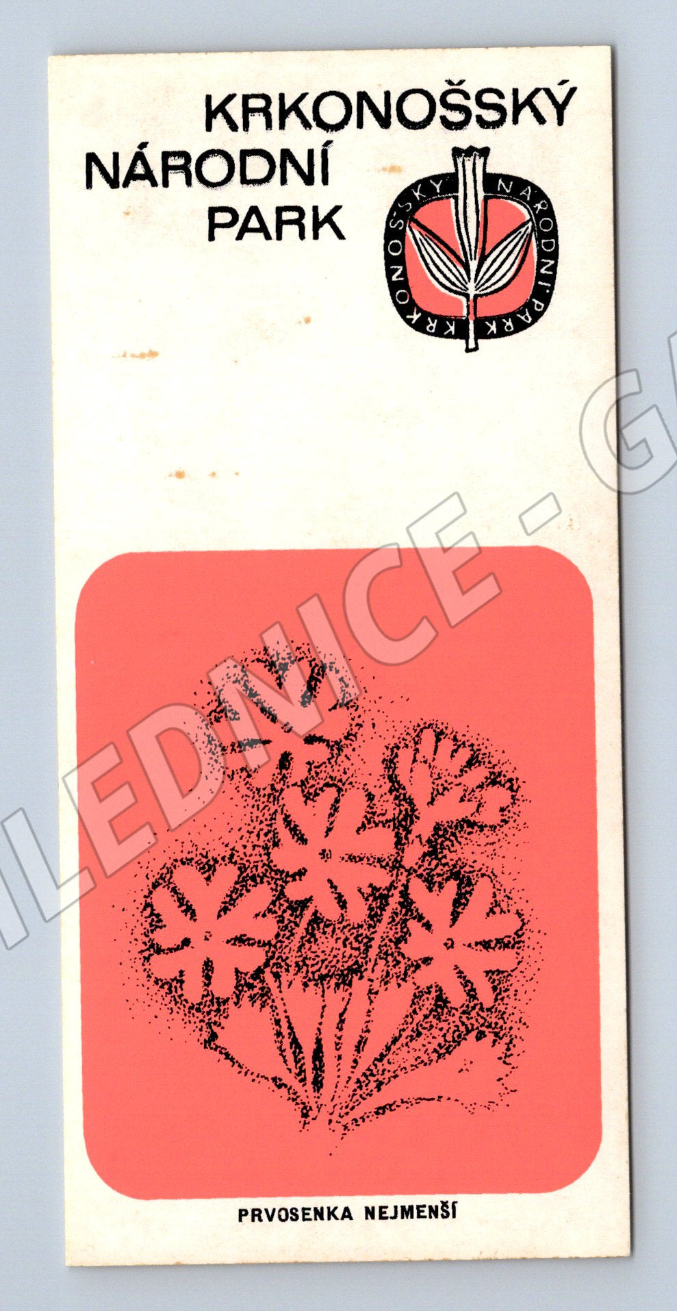 Samolepka Krkonošský národní park prvosenka nejmenší samolep (M19648)