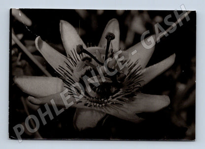 Pohlednice Černobílá Květ mučenky botanický motiv (M19654)