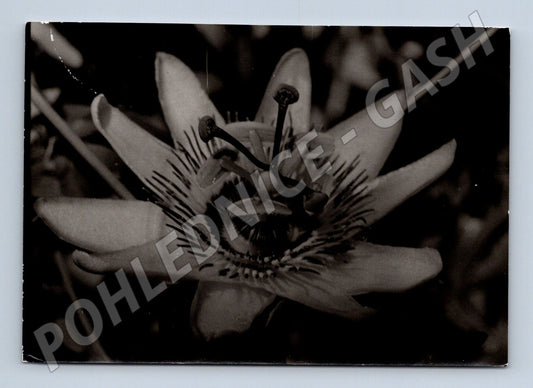 Pohlednice Černobílá Květ mučenky botanický motiv (M19654)