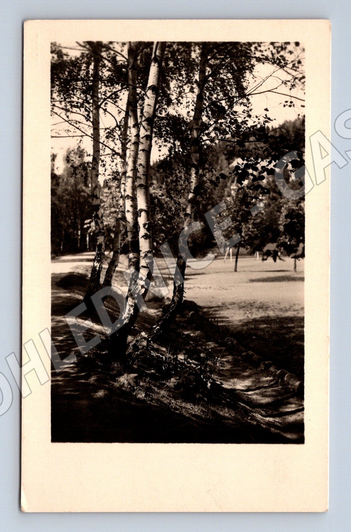 Pohlednice česká krajina s břízami malý formát Pravá fotograf (M19665)