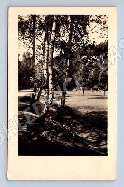 Pohlednice česká krajina s břízami malý formát Pravá fotograf (M19665)