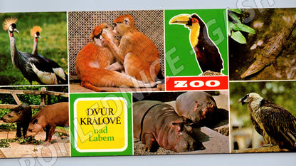 Pohlednice ZOO Dvůr Králové nad Labem zvířata (M19735)