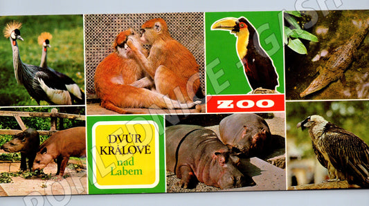 Pohlednice ZOO Dvůr Králové nad Labem zvířata (M19735)