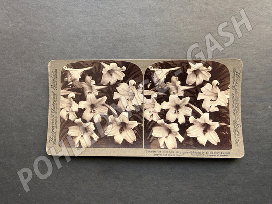 Stará fotografie Underwood & Underwood květy lilií 1904 (M20081)