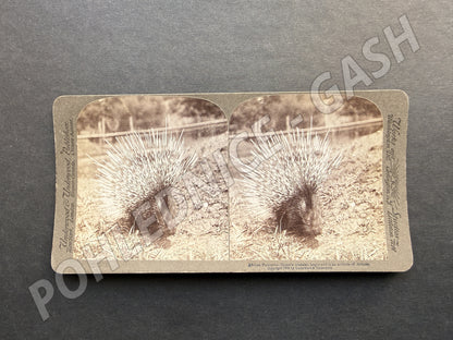 Stará fotografie stereoskopický obraz afrického dikobraze (M20082)