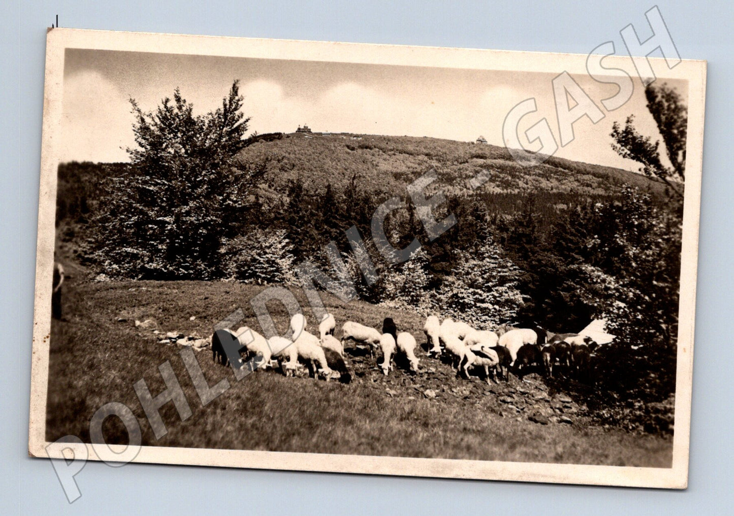 Pohlednice Radhošť ovce 1944 (M20324)