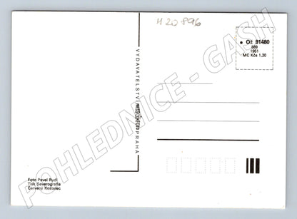 Pohlednice srdečné přání květiny velký formát (M20896)