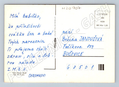 Pohlednice kopretiny Pressfoto Praha (M20907)