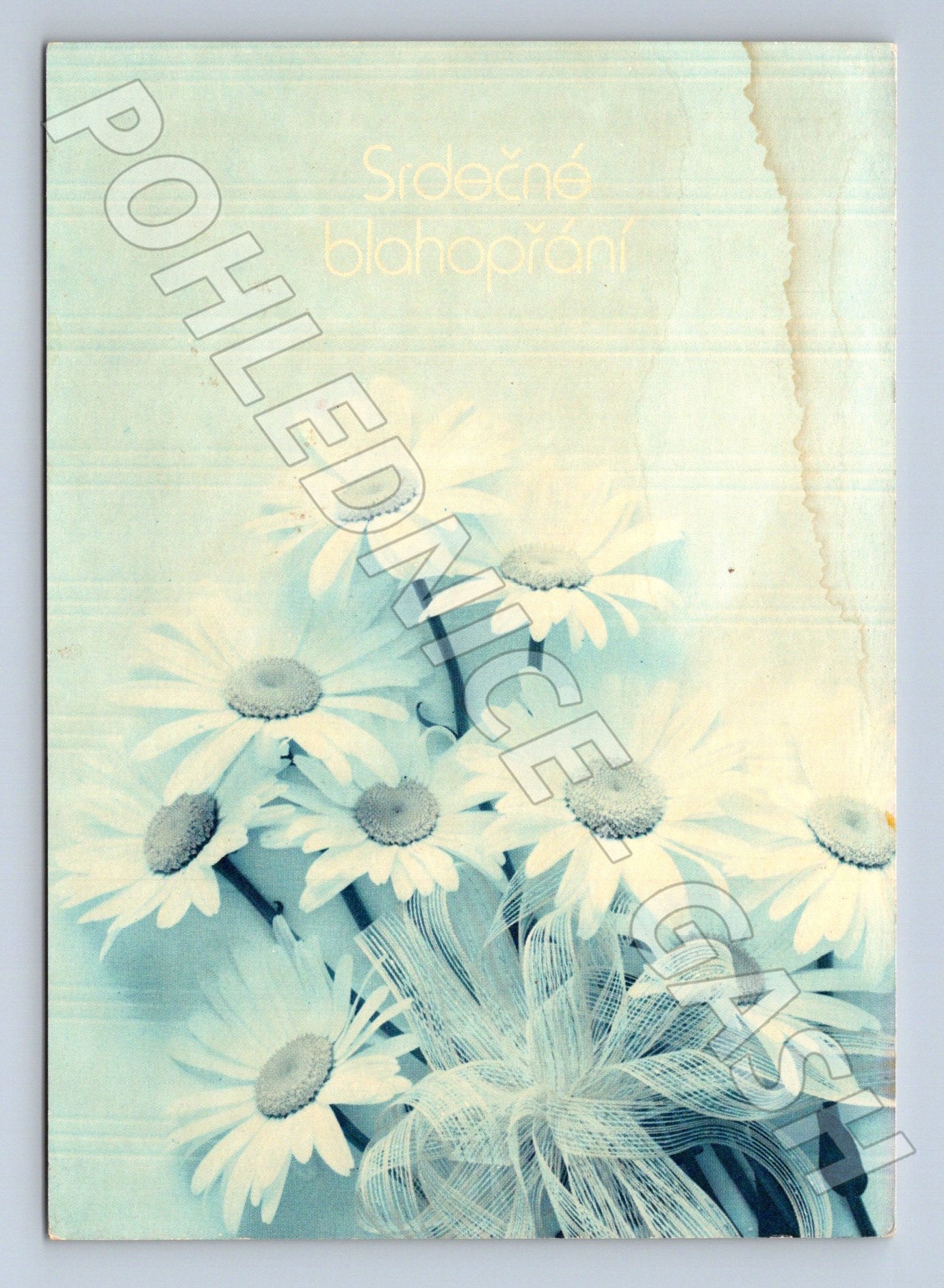 Pohlednice srdečné blahopřání kopretiny 1988 (M20909)
